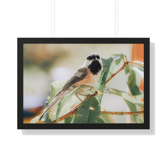 Black-Capped Chickadee Framed Matte Print