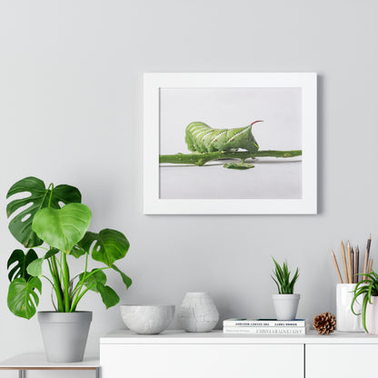 Tomato Hornworm Caterpillar Framed Matte Print