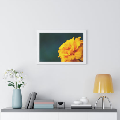 Macro Marigold Flower Framed Matte Print