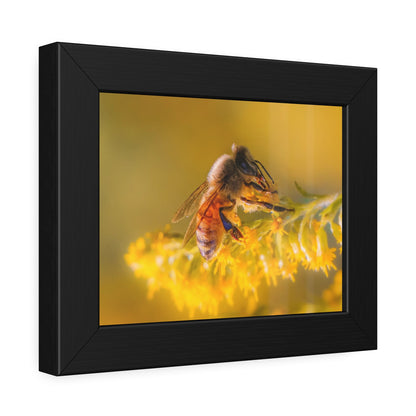 Golden Honey Bee Framed Print | Nature Photography