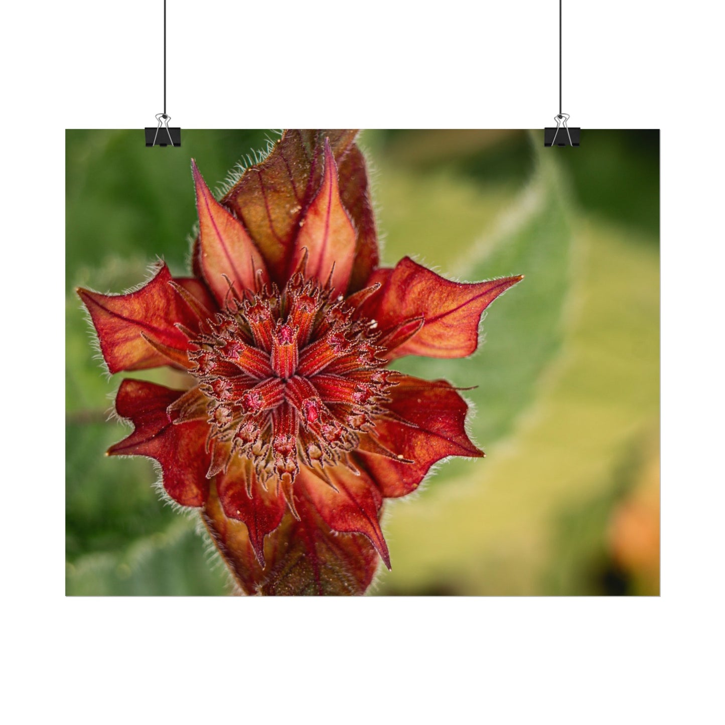 Fancy Red Bee Balm Flower Macro Fine Art Print