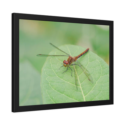Dragonfly Poses on Leaf Framed Print | Nature Photography