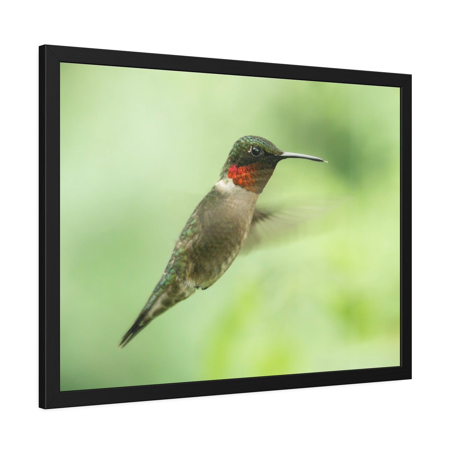 Hummingbird In-Flight Framed Print | Nature Photography