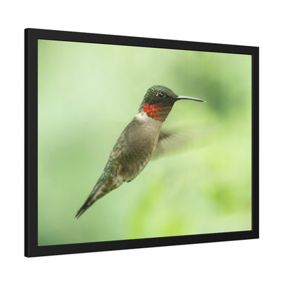 Hummingbird In-Flight Framed Print | Nature Photography
