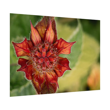 Fancy Red Bee Balm Flower Macro Fine Art Print