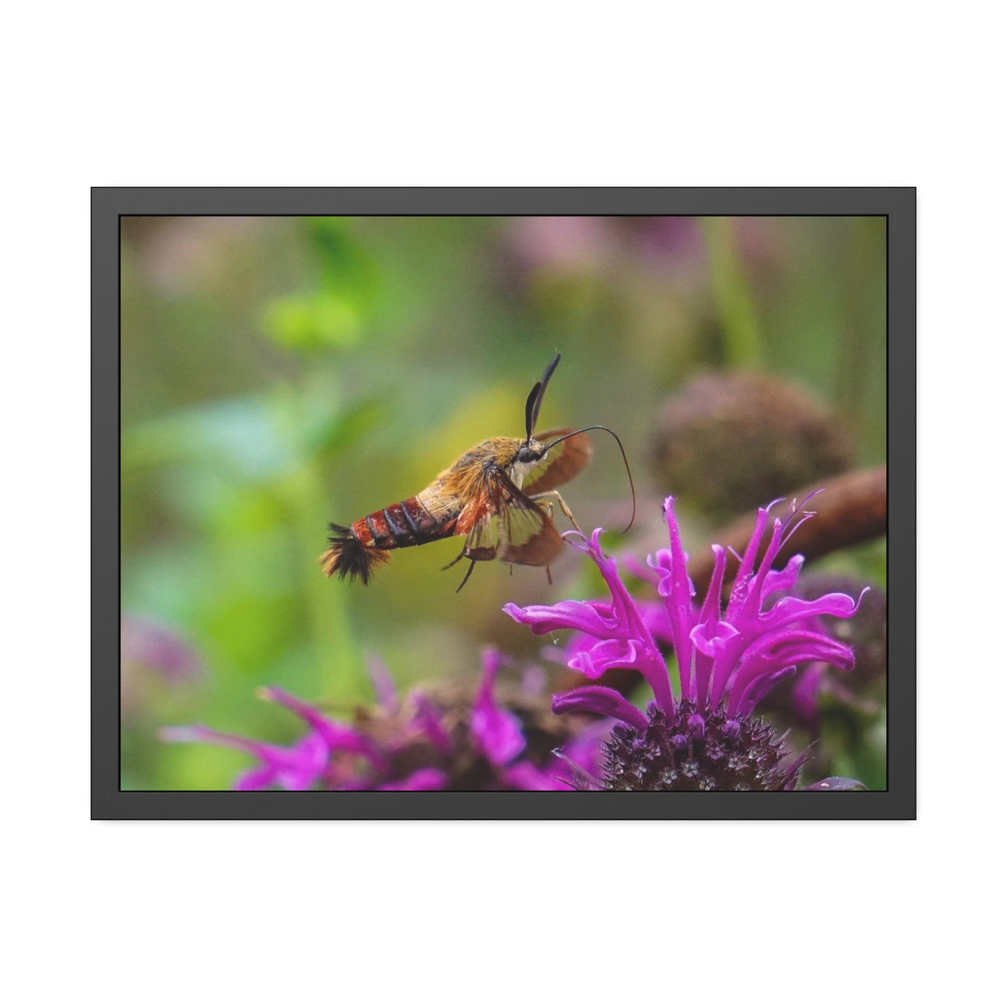 Hummingbird Moth In Flight Framed Print | Nature Photography