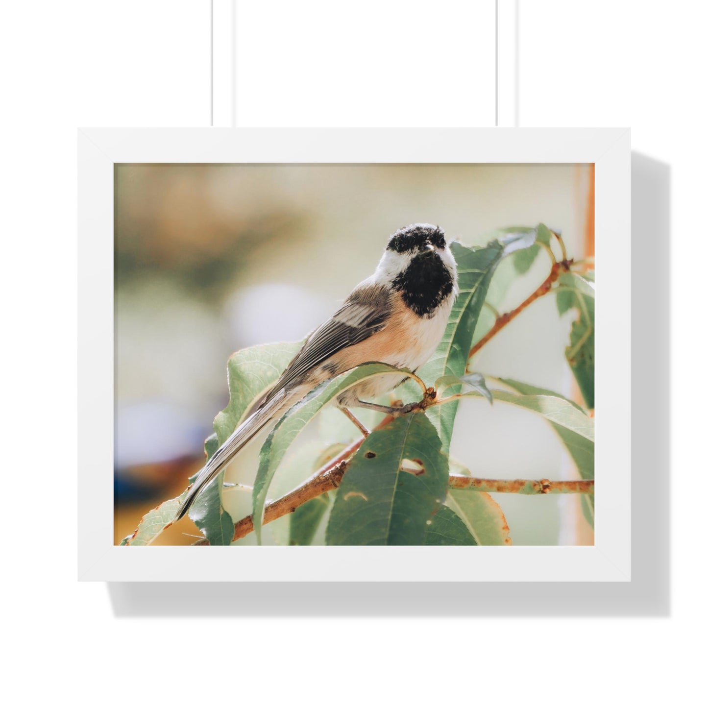 Black-Capped Chickadee Framed Matte Print