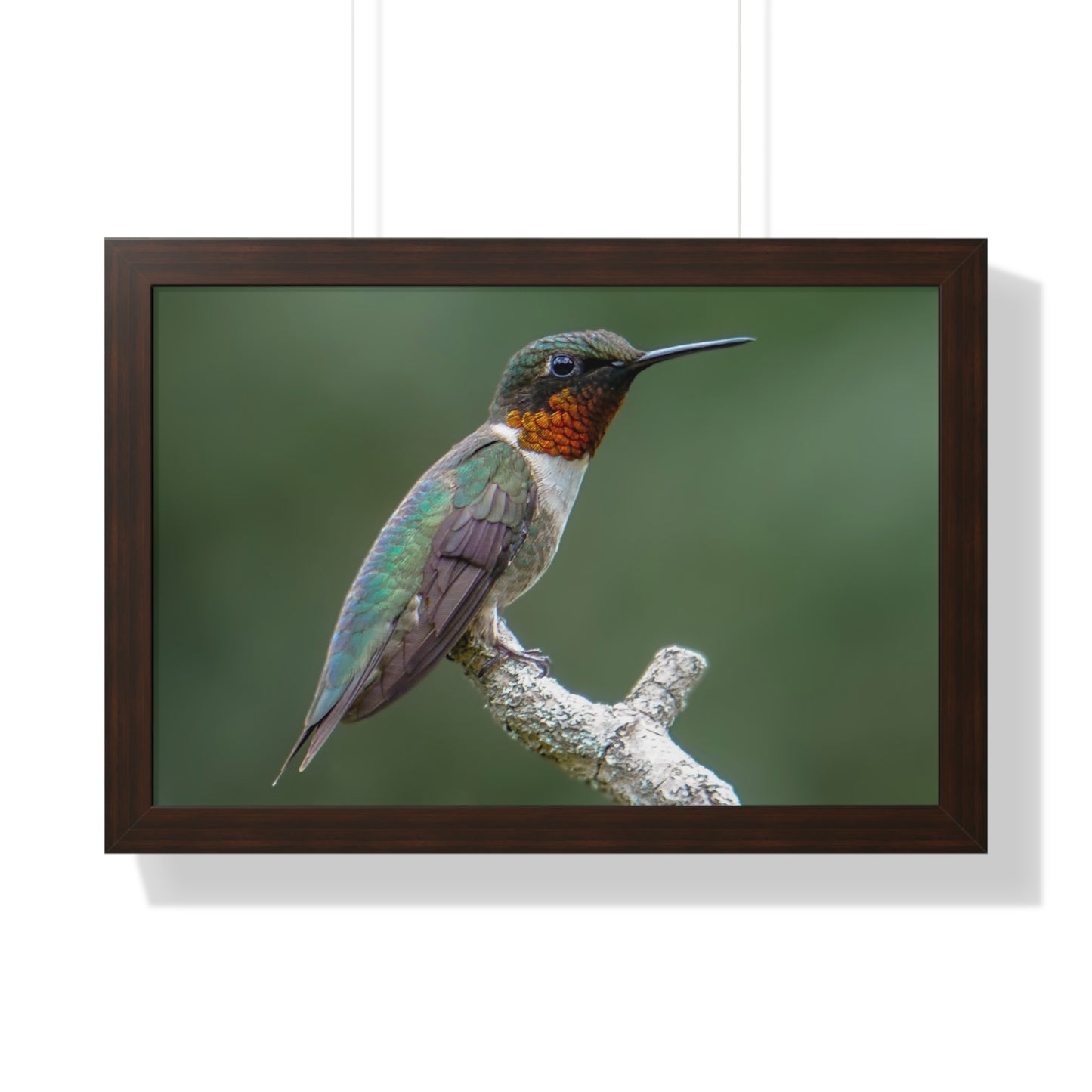 Ruby-Throated Hummingbird Framed Matte Print