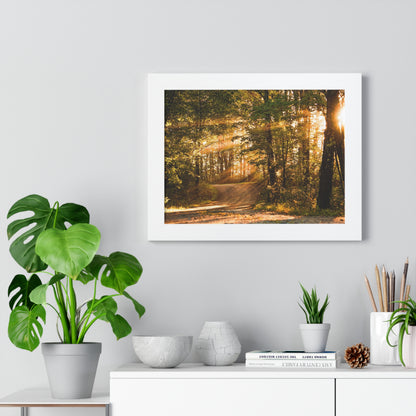 Sunbeams Streaming Onto Forest Path Framed Matte Print