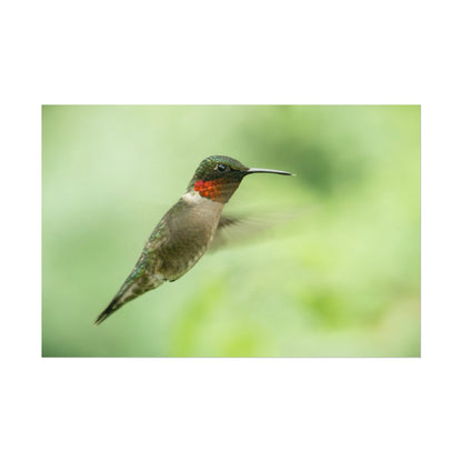 Hummingbird In-Flight Fine Art Print