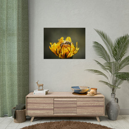 Macro Bee Pollinating Dandelion Fine Art Print