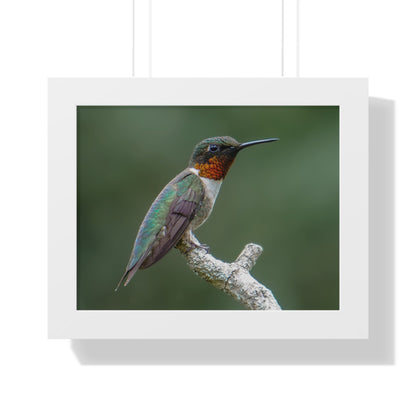 Ruby-Throated Hummingbird Framed Matte Print