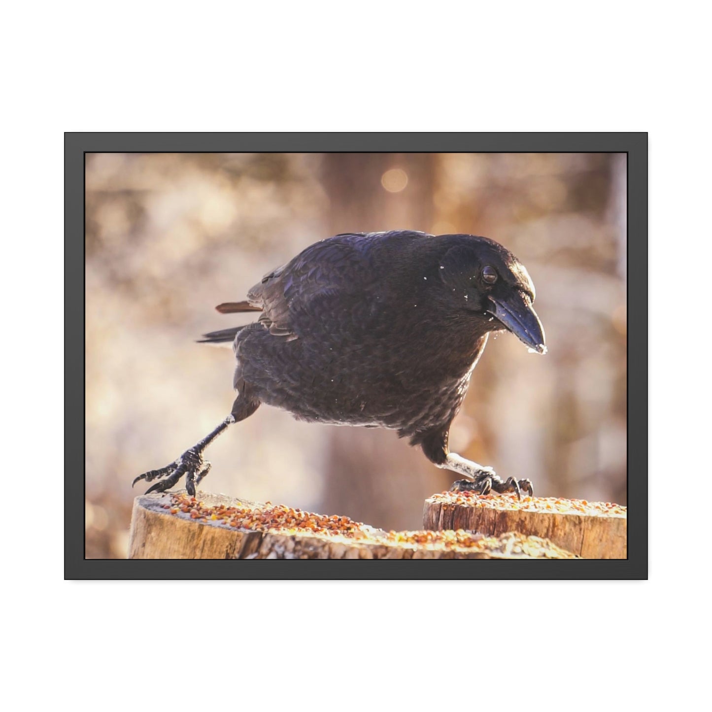 Crow Doing The Splits Framed Print | Nature Photography