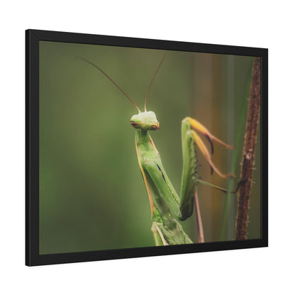 Majestic Mantis Framed Print | Nature Photography