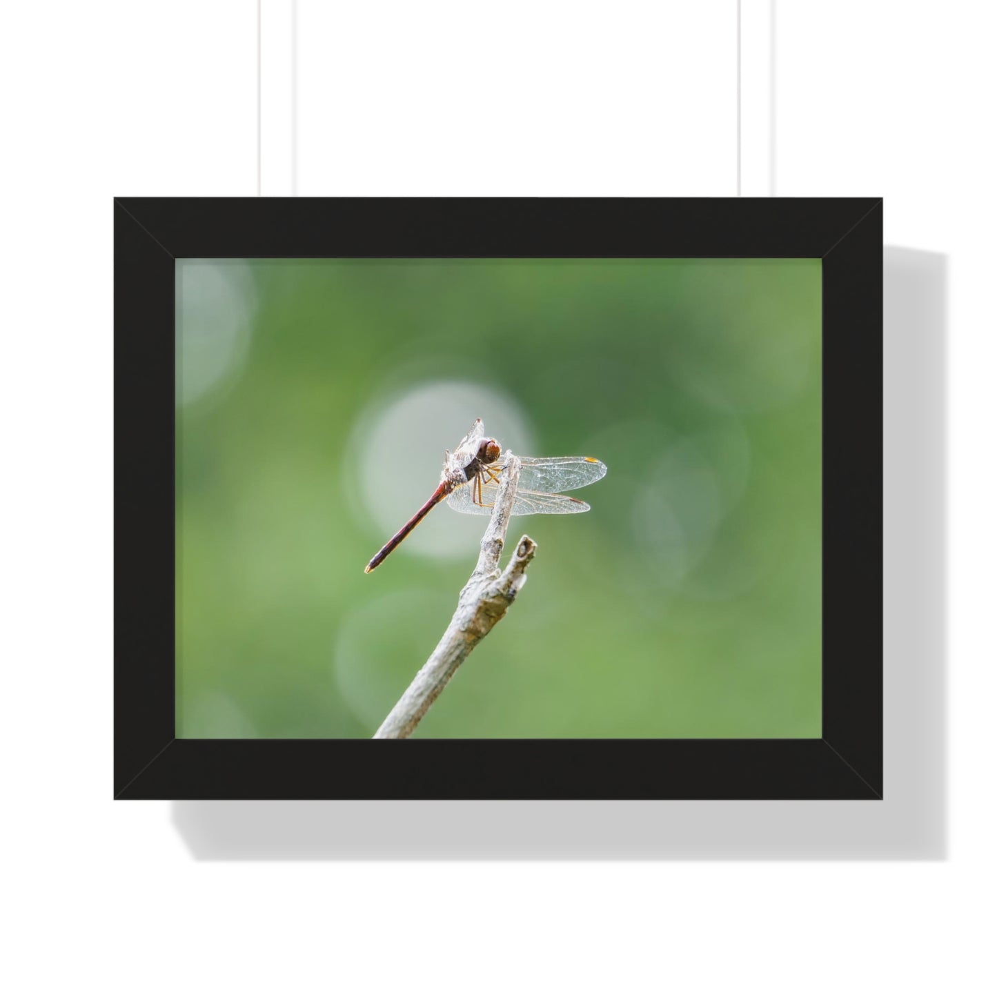 Dramatic Dragonfly Framed Matte Print