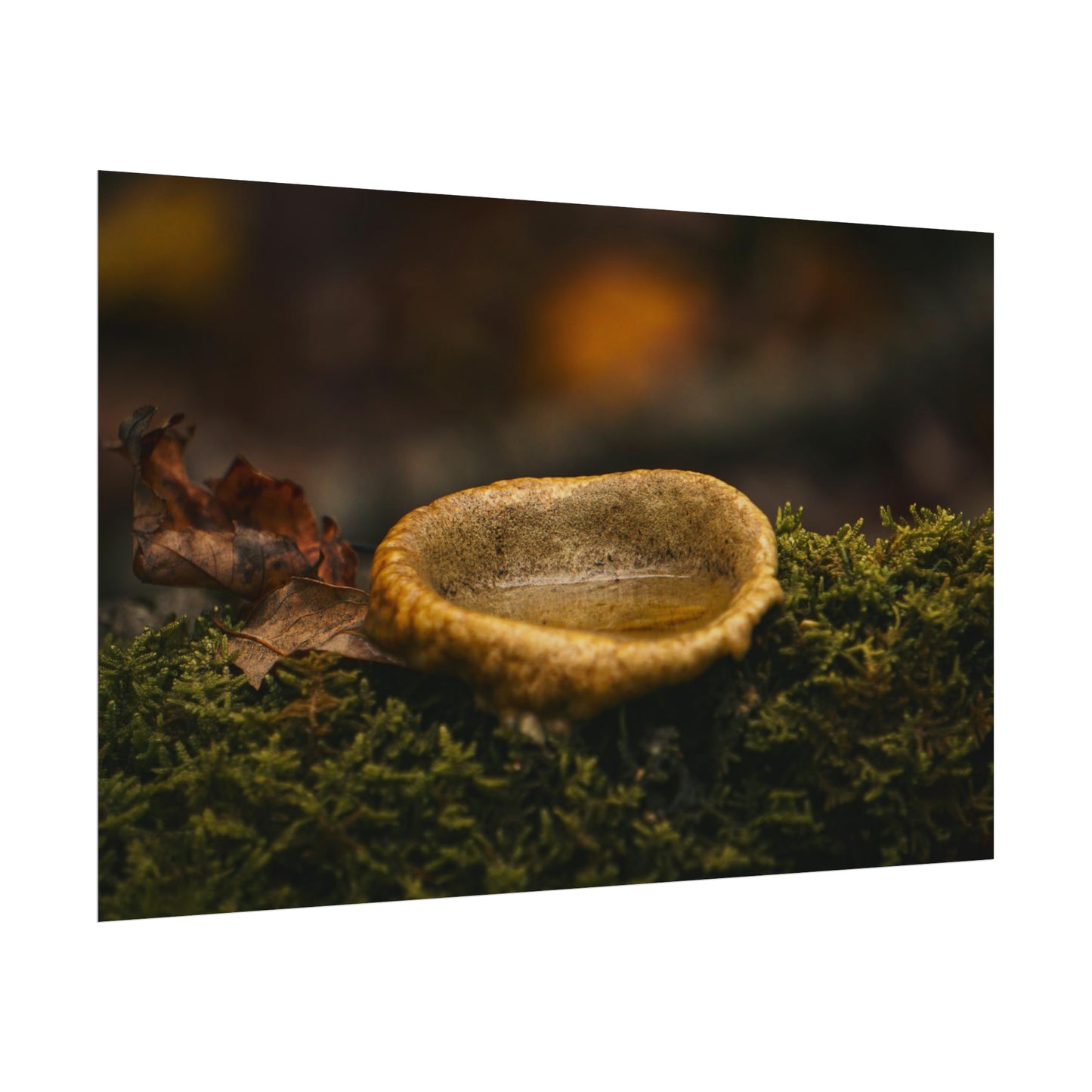 Magical Mushroom Fairy Pond Fine Art Print