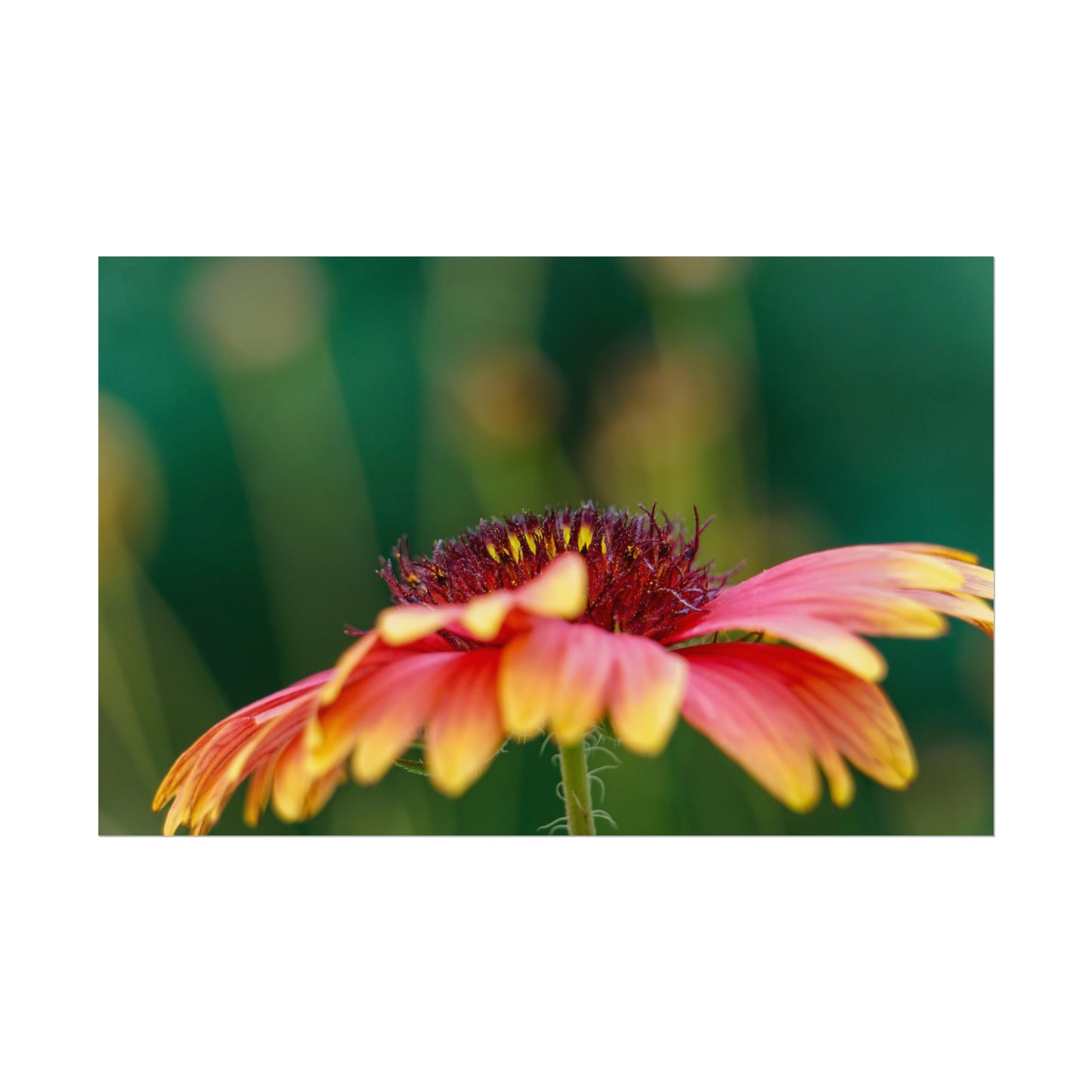 Fancy Macro Daisy Fine Art Print