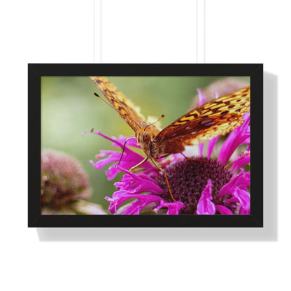 Fritillary Butterfly in Macro Framed Matte Print