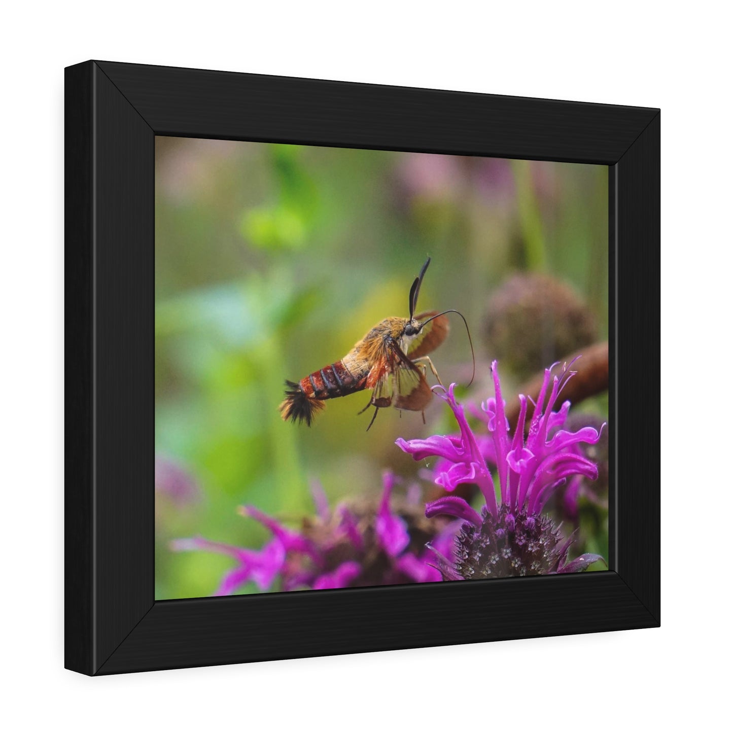 Hummingbird Moth In Flight Framed Print | Nature Photography