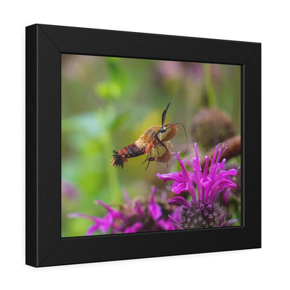 Hummingbird Moth In Flight Framed Print | Nature Photography
