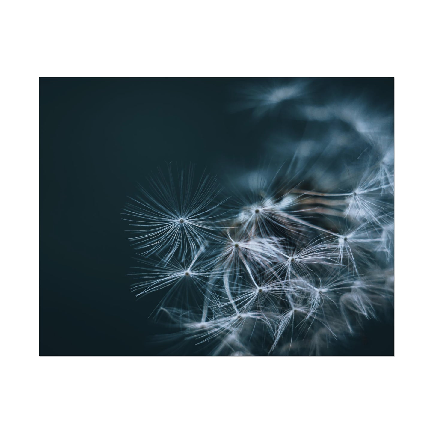 Macro Moody Dandelion Fine Art Print