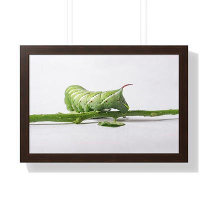 Tomato Hornworm Caterpillar Framed Matte Print