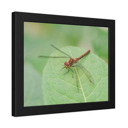 Dragonfly Poses on Leaf Framed Print | Nature Photography