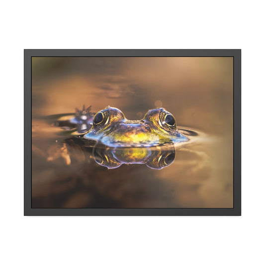 Duality of Frog Framed Print | Nature Photography