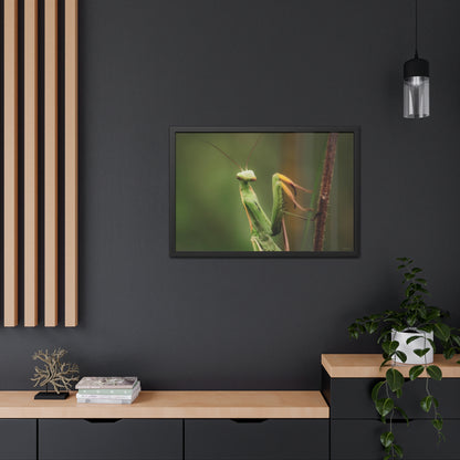 Majestic Mantis Framed Fine Art Photograph