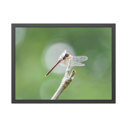 Dramatic Dragonfly Framed Print | Nature Photography