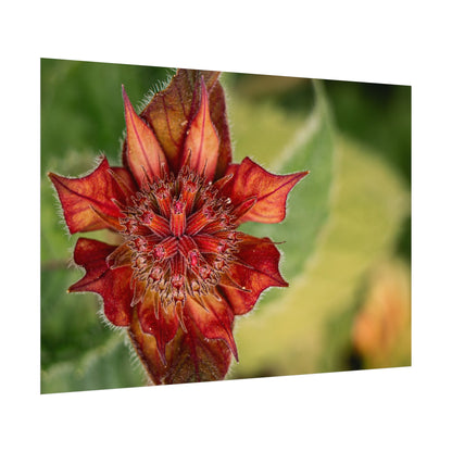 Fancy Red Bee Balm Flower Macro Fine Art Print