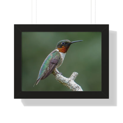 Ruby-Throated Hummingbird Framed Matte Print