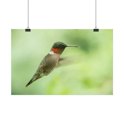 Hummingbird In-Flight Fine Art Print