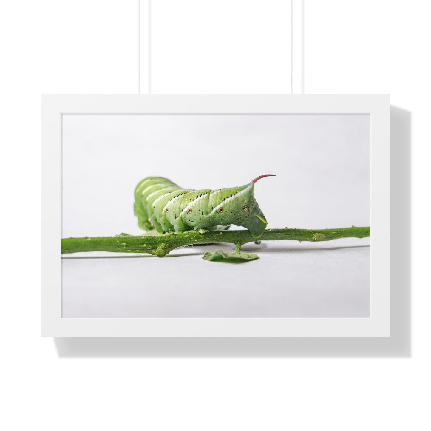 Tomato Hornworm Caterpillar Framed Matte Print