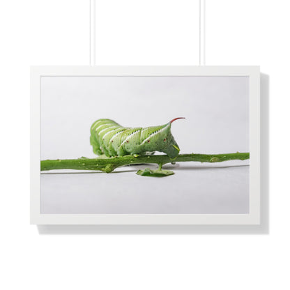 Tomato Hornworm Caterpillar Framed Matte Print