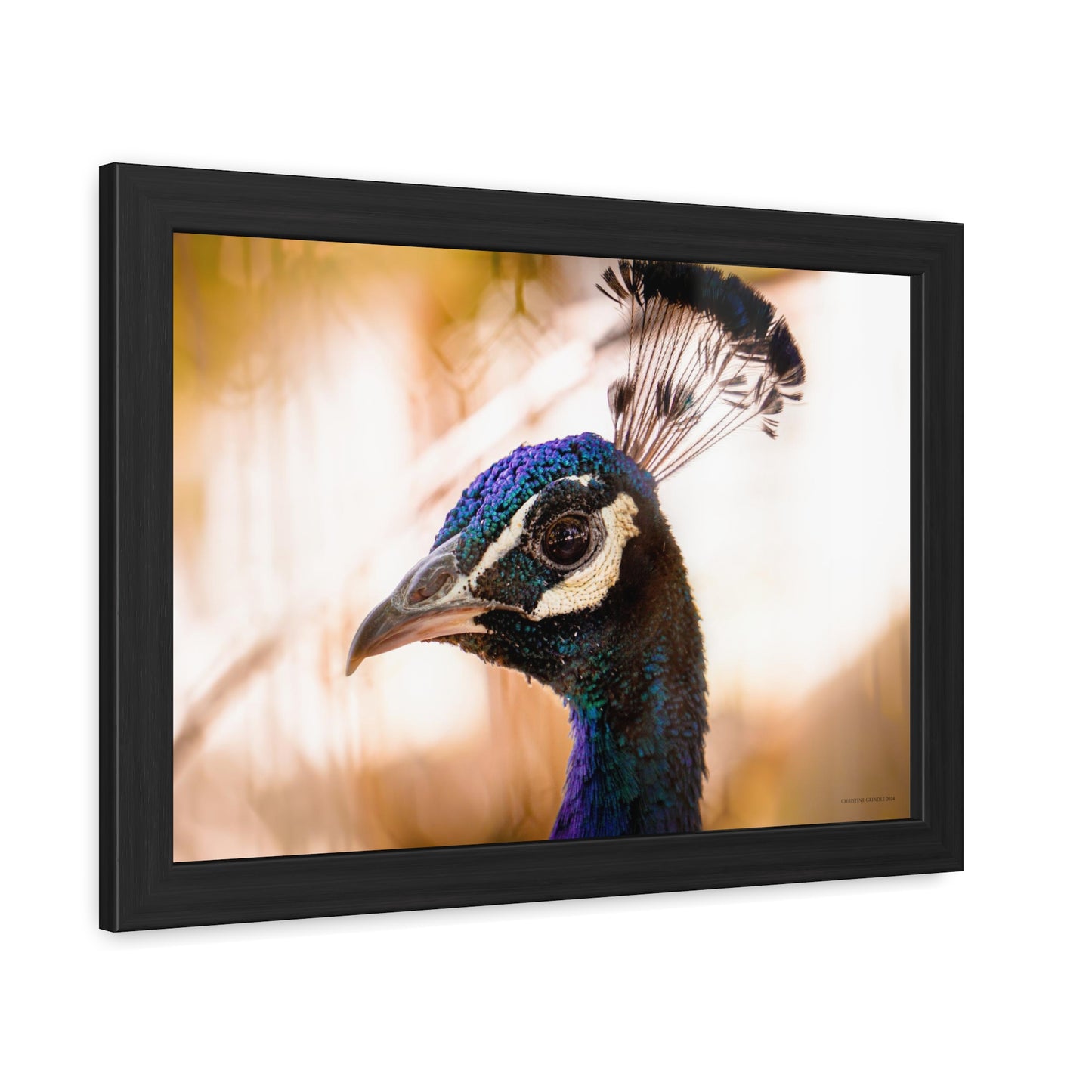 Peculiar Peacock Framed Fine Art Photograph