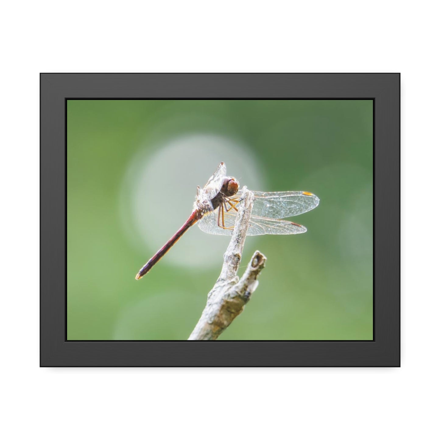 Dramatic Dragonfly Framed Print | Nature Photography