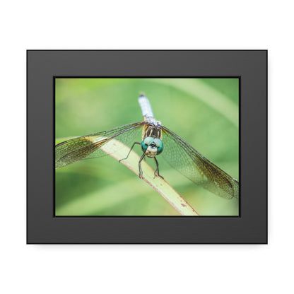 Macro Dragonfly Eyes Framed Print | Nature Photography