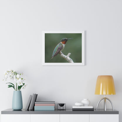 Ruby-Throated Hummingbird Framed Matte Print