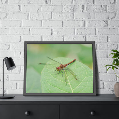 Dragonfly Poses on Leaf Framed Print | Nature Photography