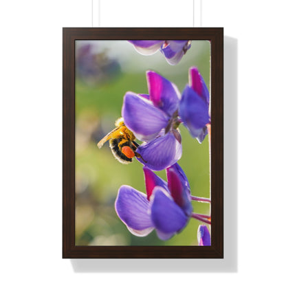 Bumble Bee Pollinates Lupine Flowers Framed Matte Print