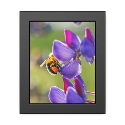 Bumble Bee Pollinates Lupine Flowers Framed Print | Nature Photography