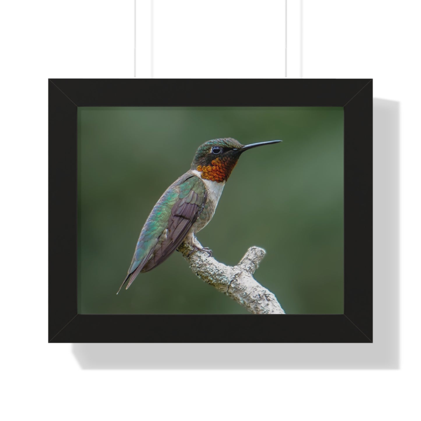 Ruby-Throated Hummingbird Framed Matte Print