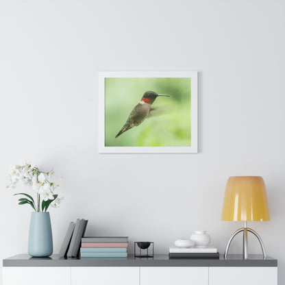 Hummingbird In-Flight Framed Matte Print