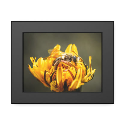 Macro Bee Pollinating Dandelion Framed Print | Nature Photography