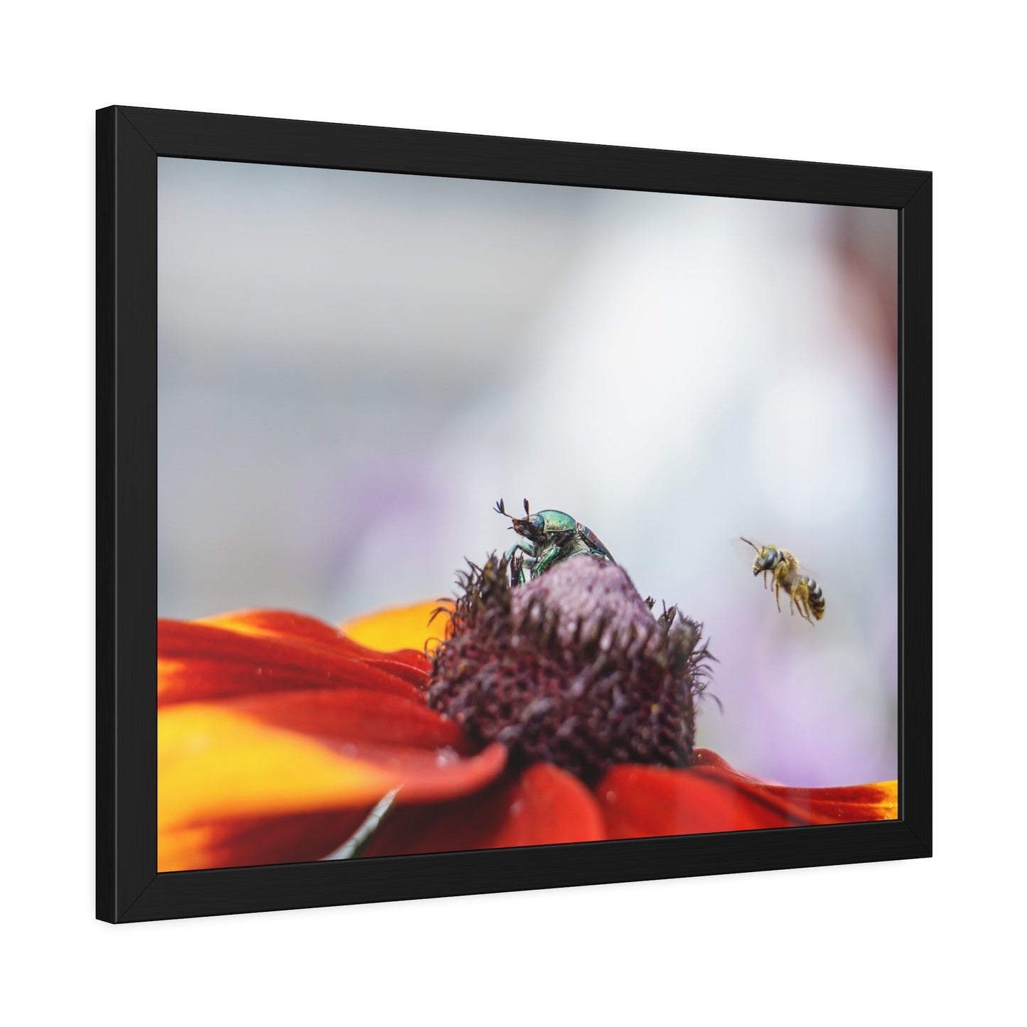 Japanese Beetle and Honey Bee Framed Print | Nature Photography