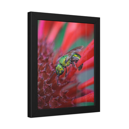 Beautiful Green Bee Framed Print | Nature Photography