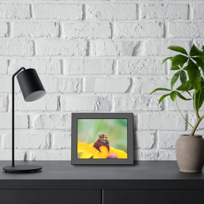 Flower Fly on Black-Eyed Susan Framed Print | Nature Photography