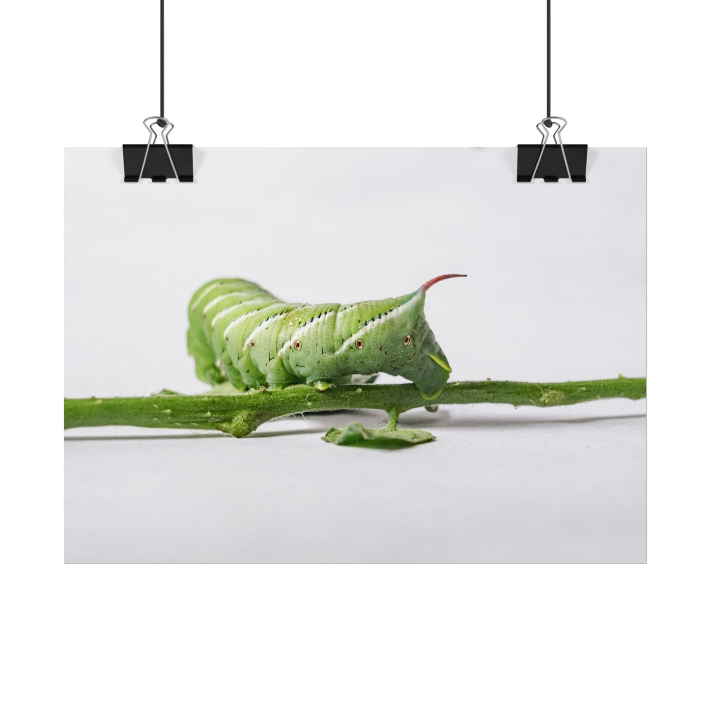 Tomato Hornworm Caterpillar Fine Art Print