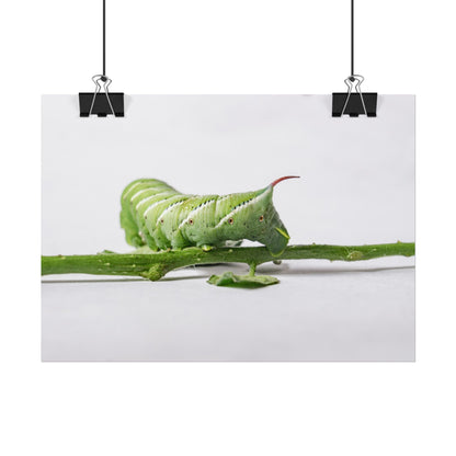 Tomato Hornworm Caterpillar Fine Art Print